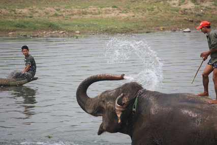 Elephant splashing himself at bathtime in Chitwan